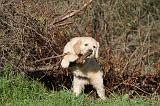 GOLDEN RETRIEVER 017